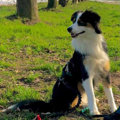 Hundetreffen-Yuma sucht Hundefreunde-Bild