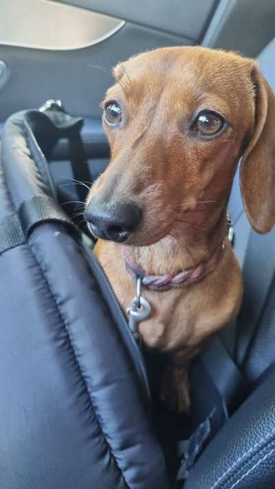 wo sind die Dackelfreunde-Beitrag-Bild