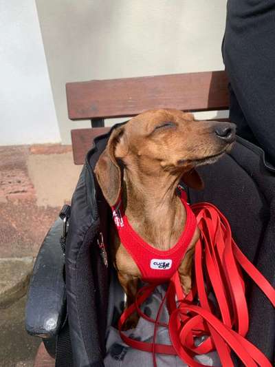 Geschirr am Dackel Ja oder Nein-Beitrag-Bild