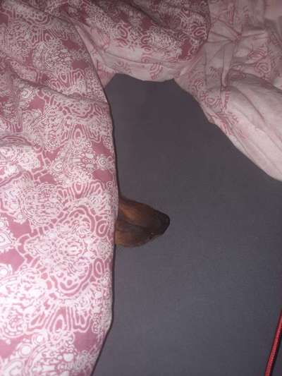 Darf der Hund bei Euch im Bett schlafen?-Beitrag-Bild