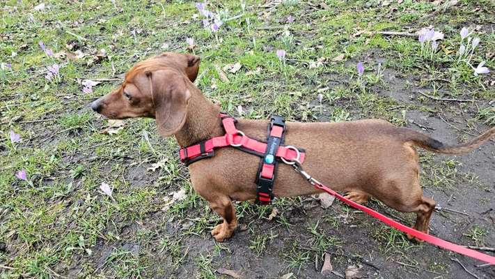 Geschirr am Dackel Ja oder Nein-Beitrag-Bild