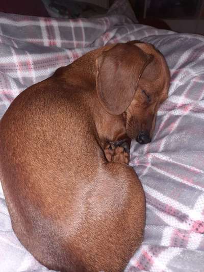 eure Spitznamen für die Vierbeiner-Beitrag-Bild