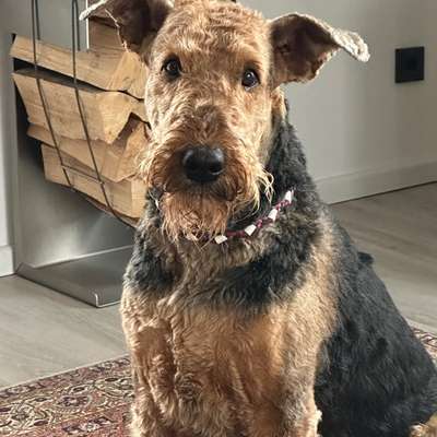 Hundetreffen-Gassi Freundin gesucht-Bild