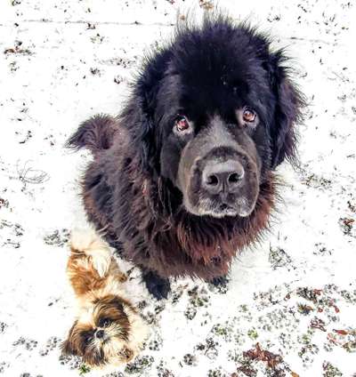 Seltene Rassen!-Beitrag-Bild