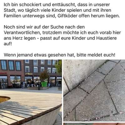 Giftköder-Rattengift-Bild