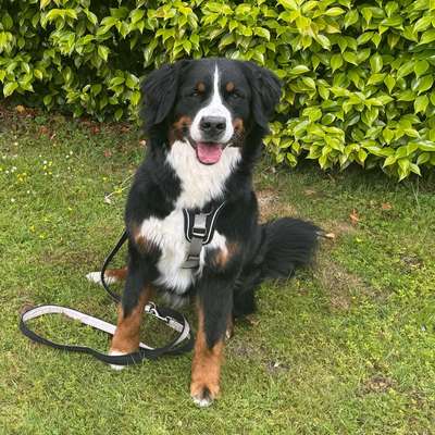 Hundetreffen-Spaziergang und Spielen-Bild