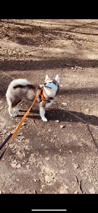 Welche Hunderasse-Beitrag-Bild