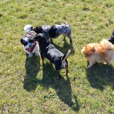 Hundetreffen-Kleine Hunde treffen im Hundeauslauf Döse-Bild