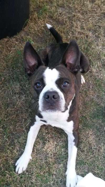 Hundetreffen-Spazieren und kennenlernen-Bild