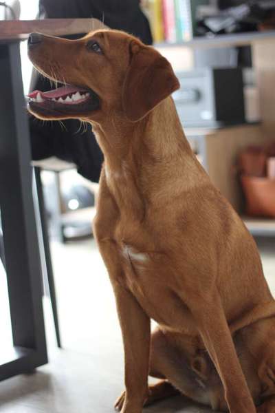 Retriever Leine-Beitrag-Bild