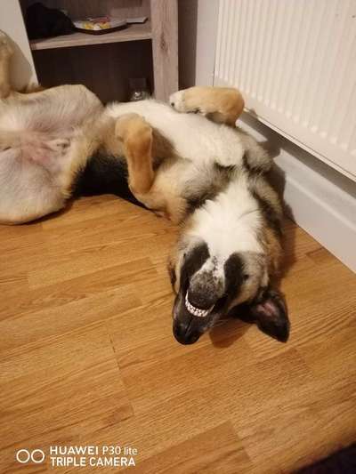 Die Dogorama Wochen Challenge-Beitrag-Bild