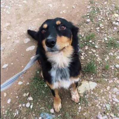 Suchmeldung-Misha-Bild