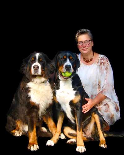 Berner Sennen-Beitrag-Bild