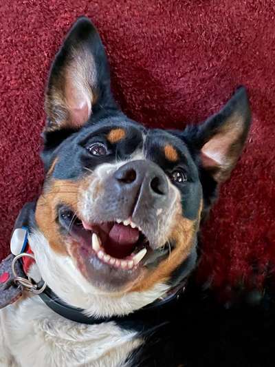 Berner Sennen-Beitrag-Bild