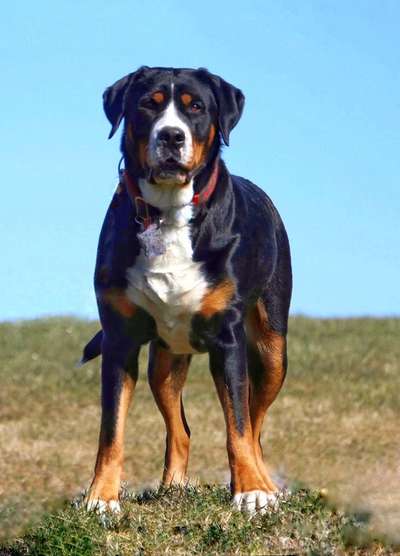 Weitere Große Schweizer Sennenhunde (oder andere große Rassen) hier?-Beitrag-Bild