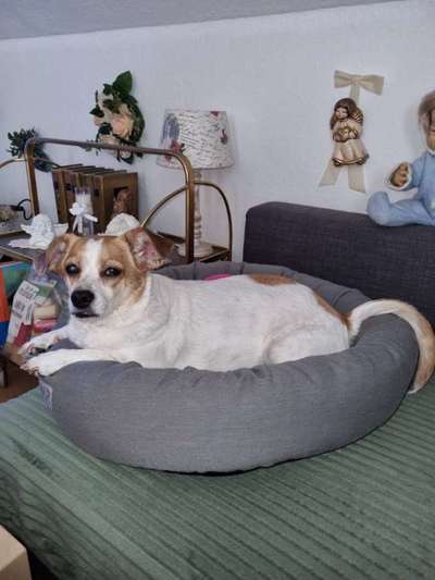 Unsere Fellnasen-Vielfalt im Überblick!-Beitrag-Bild