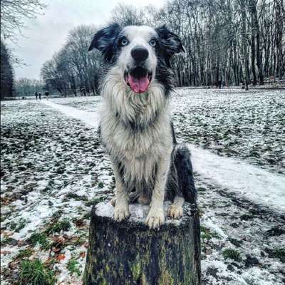 Hundetreffen-Spielen im Rehberge Park-Bild