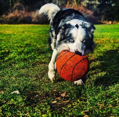 Hundetreffen-Ball- und Frisbeespielen auf der großen Wiese in der Marienhöhe-Bild