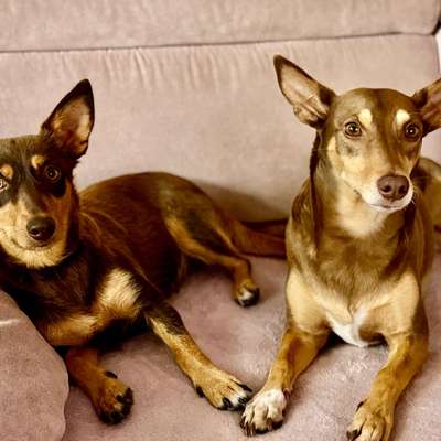 Podencomischling oder Podenco-Beitrag-Bild