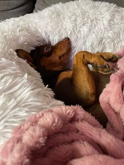 Wo sind die Zwergpinscher?-Beitrag-Bild