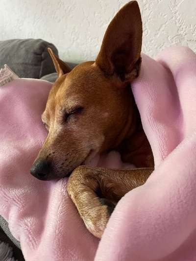 Wo sind die Zwergpinscher?-Beitrag-Bild