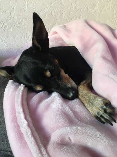 Wo sind die Zwergpinscher?-Beitrag-Bild