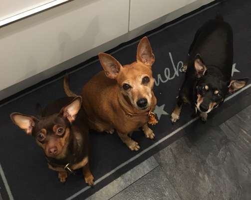 Wo sind die Zwergpinscher?-Beitrag-Bild