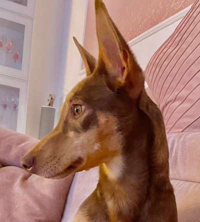 Podencomischling oder Podenco-Beitrag-Bild