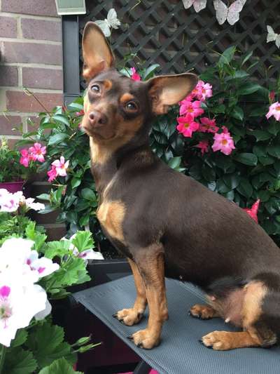 Zeichnungen eurer Hunde-Beitrag-Bild