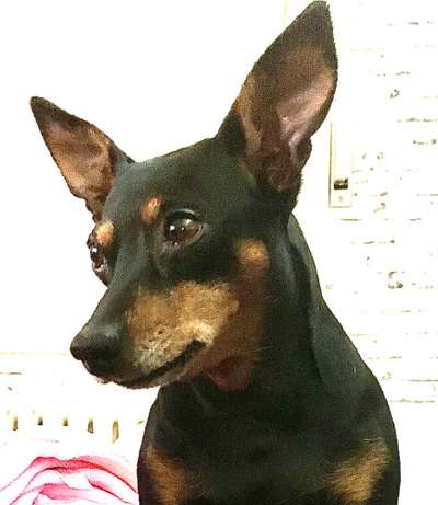 Hunde Porträt (Portrait) Galerie....-Beitrag-Bild