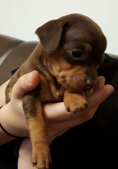 Welpen Bilder !-Beitrag-Bild