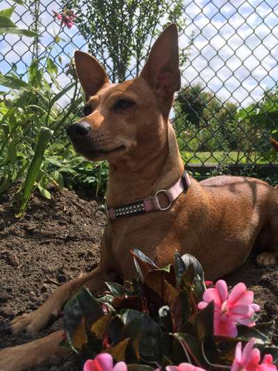 Zeichnungen eurer Hunde-Beitrag-Bild