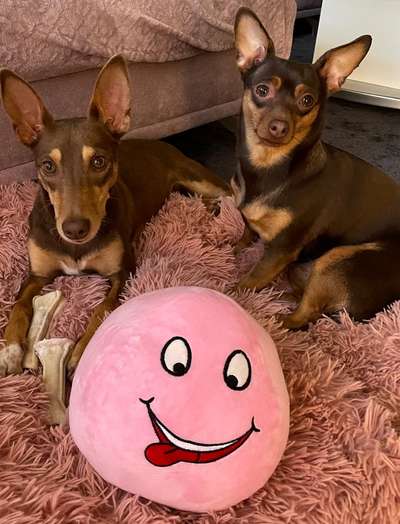 Podencomischling oder Podenco-Beitrag-Bild