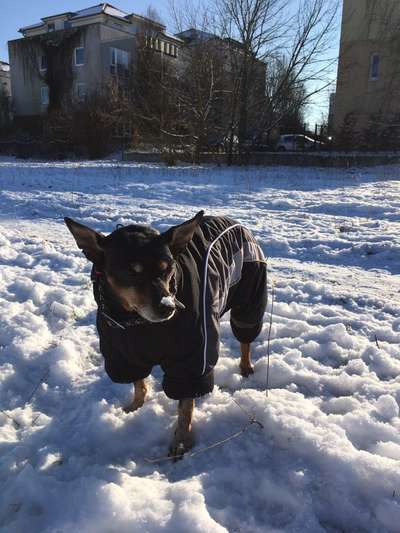 Zeigt die schönsten Schneebilder von eurer Fellnase ❄️-Beitrag-Bild