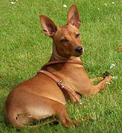 Lieblingsbild von euren Hunden?-Beitrag-Bild