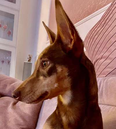 Podencomischling oder Podenco-Beitrag-Bild