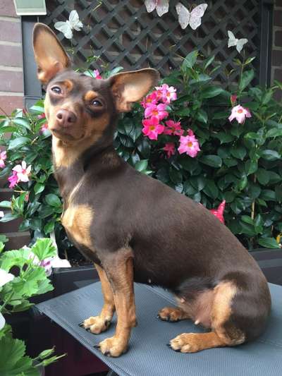 Die Dogorama Kalender Challenge 4/4-Beitrag-Bild