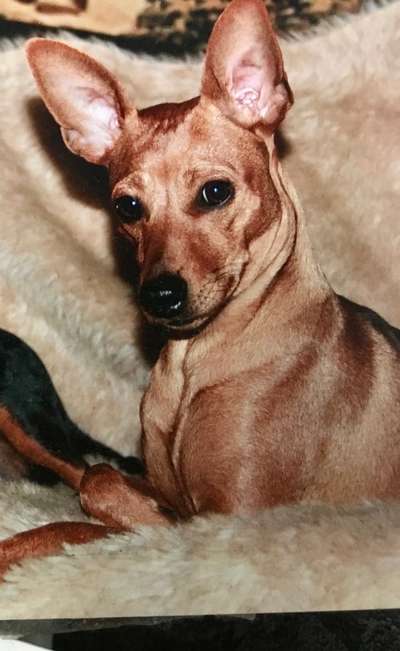 Gibt es noch weitere Rehpinscher oder Pinscher hier?-Beitrag-Bild