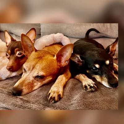 Mehrere Hunde zuhause !-Beitrag-Bild