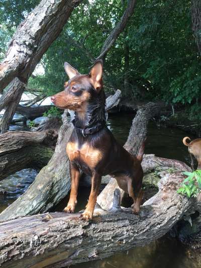 Lieblingsbild von euren Hunden?-Beitrag-Bild