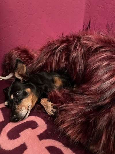 Wo sind die Zwergpinscher?-Beitrag-Bild