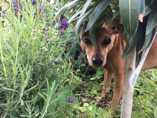 Die Dogorama Monats Challenge "Es grünt und blüht"-Beitrag-Bild