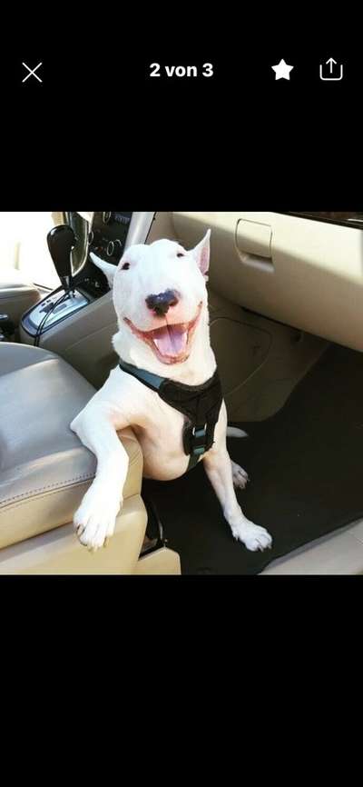 Miniatur Bull Terrier-Beitrag-Bild