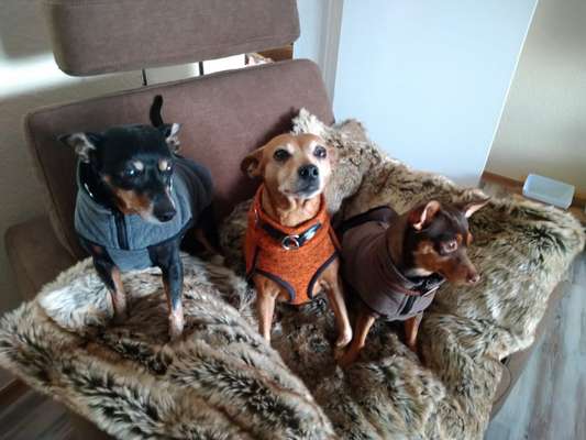 Die Dogorama Wochen Challenge-Beitrag-Bild