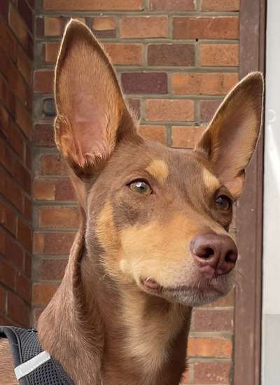 Hunde Porträt (Portrait) Galerie....-Beitrag-Bild