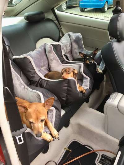 FOTOCHALLENGE 70 - Dein Hund im Auto-Beitrag-Bild