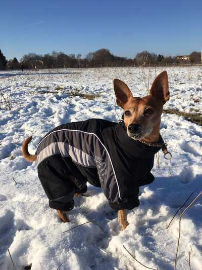 Zeigt die schönsten Schneebilder von eurer Fellnase ❄️-Beitrag-Bild