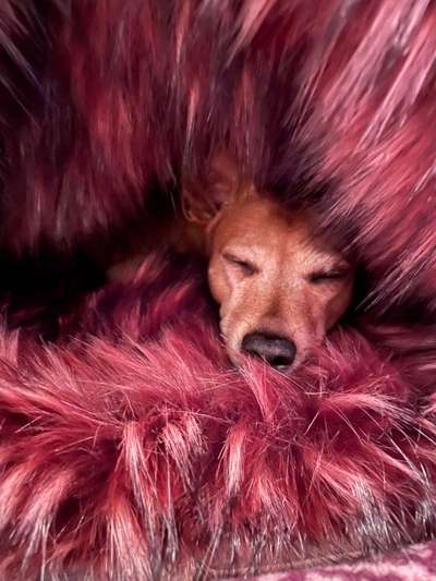 Wo sind die Zwergpinscher?-Beitrag-Bild