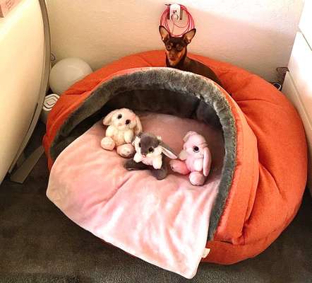 Windhunde - Treffen der besonderen Schönheiten
HERZLICH WILLKOMMEN-Beitrag-Bild