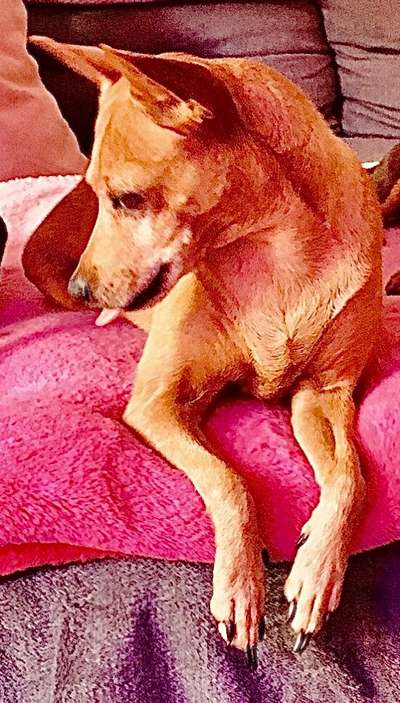 Fotochallenge Nr. 59 - Mein Hund zeigt die Zunge-Beitrag-Bild